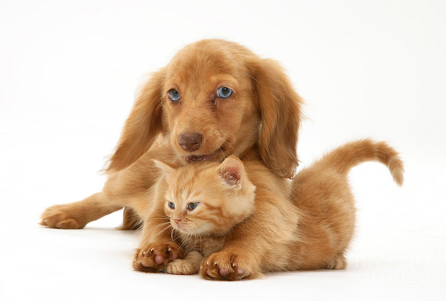Puppy And Kitten #1 Photograph by Jane Burton