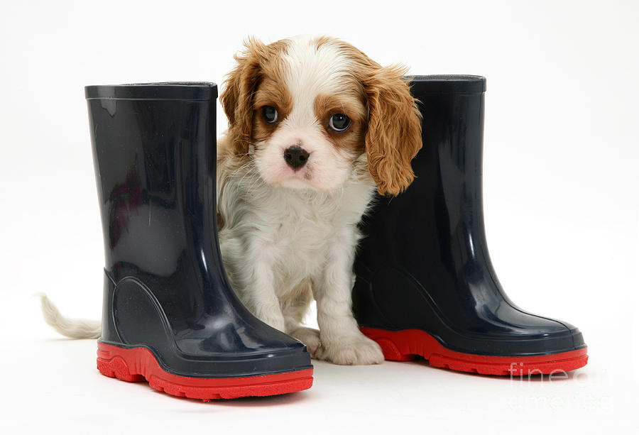 puppy in rain boots