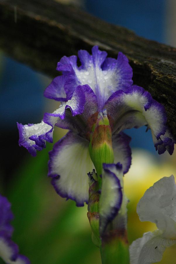 Purple and White Iris #1 Photograph by Wanda Jesfield