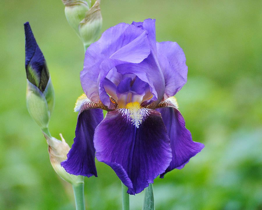 Purple and Yellow Iris Photograph by Jai Johnson