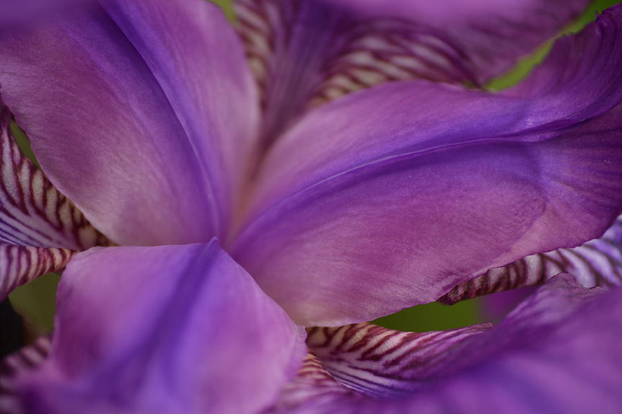 Purple Beauty by JD Grimes Purple Beauty by JD Grimes