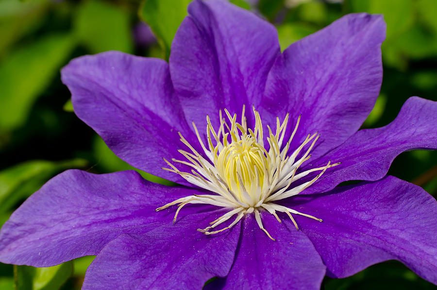 Flowers Still Life Photograph - Purple Clematis Flower #1 by Lori Coleman