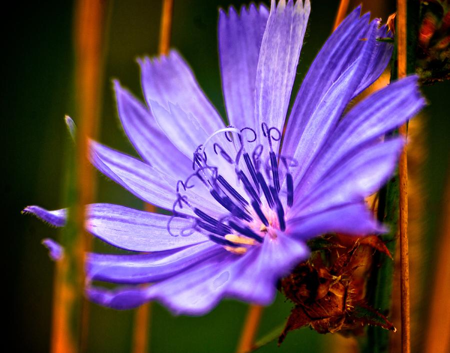 Purple Flower #1 Photograph by Prince Andre Faubert