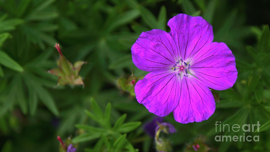 Purple Flower #1 Photograph by Mareko Marciniak
