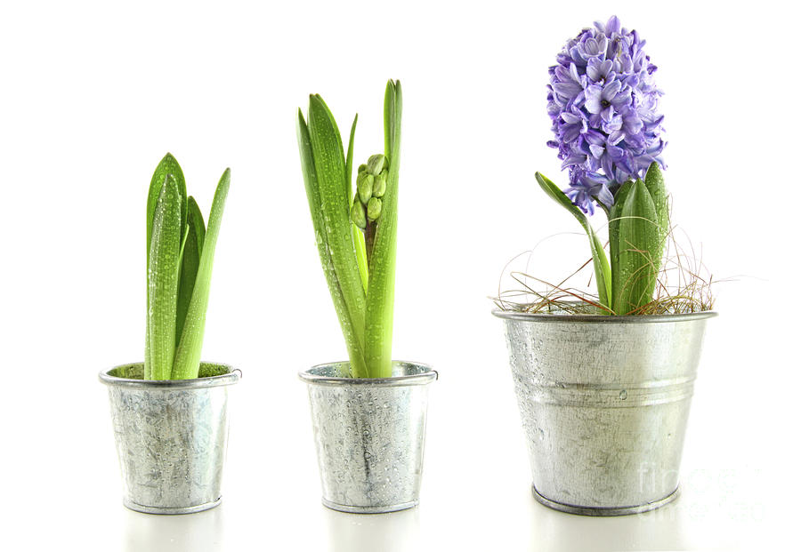 Easter Photograph - Purple hyacinth in garden pots on white #1 by Sandra Cunningham