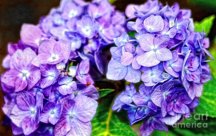 Purple Hydrangea #1 Photograph by Gina Cormier