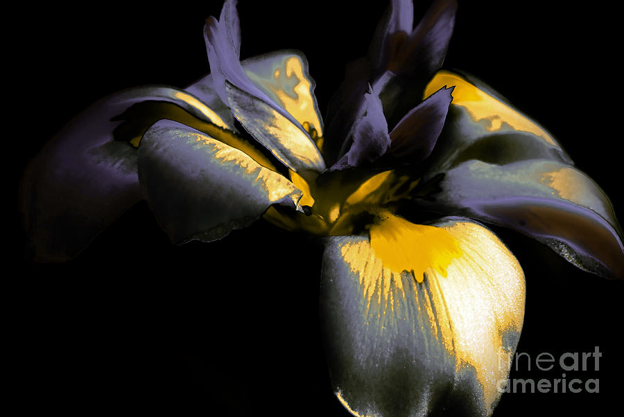 Purple Iris Photograph by Karen Lewis