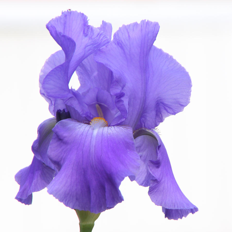 Purple Iris on White #1 Photograph by Kristy Jeppson