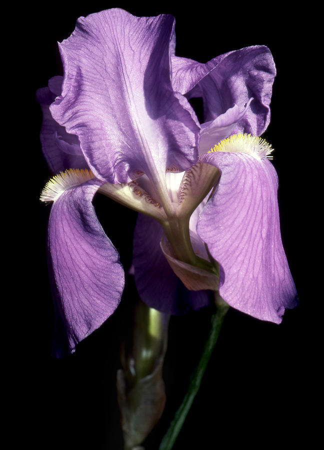 Iris Photograph - Purple Iris 1 by Tony Ramos Iris Photograph - Purple Iris 1 by Tony Ramos