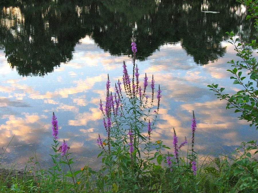 Purple Loosestrife #1 Photograph by Mary McAvoy