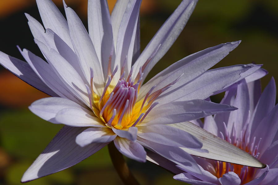 Purple Lotus #1 Photograph by Pam  Holdsworth