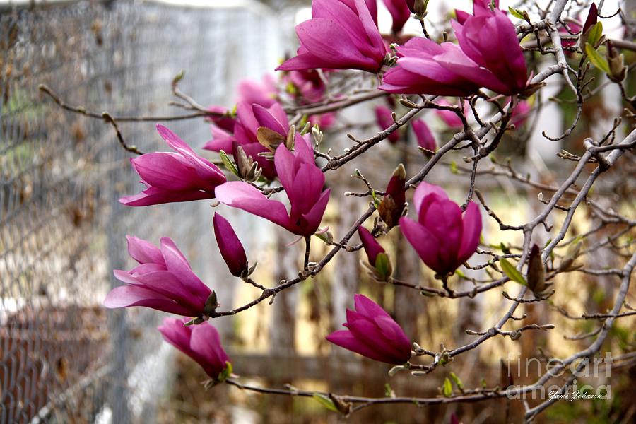Purple Magnolia #1 Photograph by Yumi Johnson