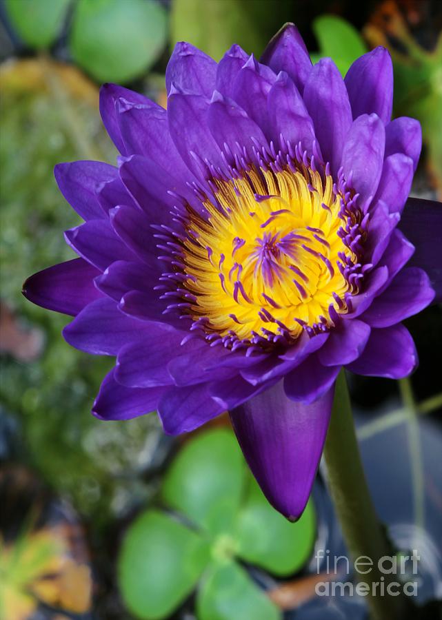 Purple n Yellow Water Lily #1 Photograph by Sabrina L Ryan