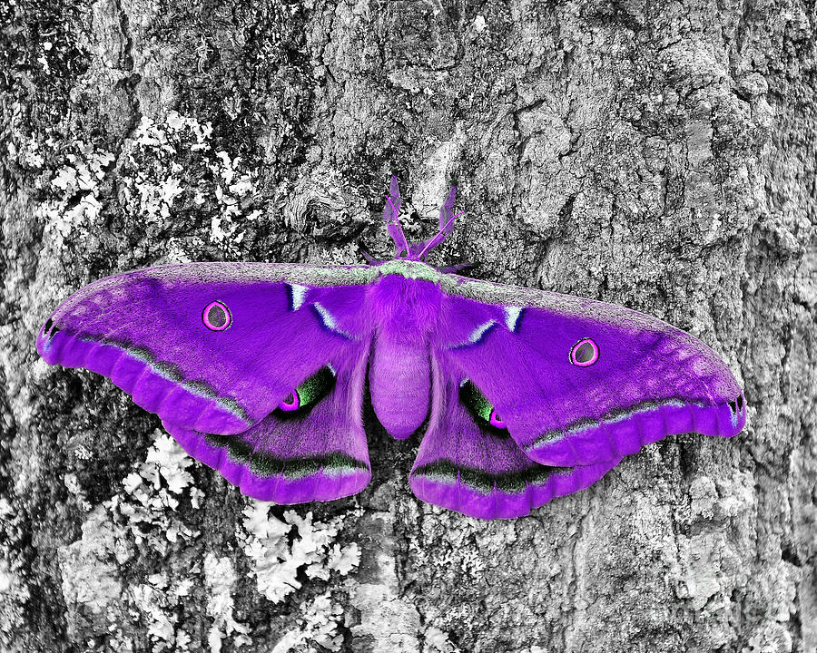 Purple Moth Photograph - Purple Polyphemus by Al Powell Photography USA