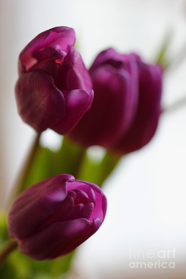 Purple Tulips #3 Photograph by Donna L Munro