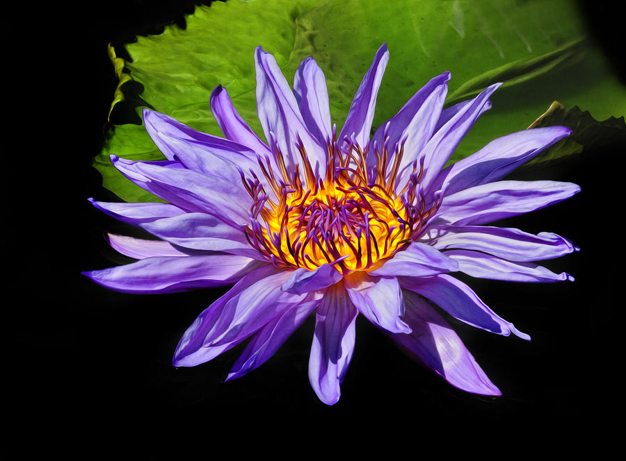Purple Waterlily #1 Photograph by Dave Mills