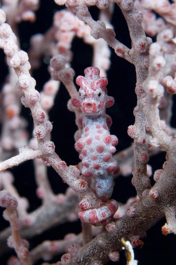 Seahorse Photograph - Pygmy Seahorse #1 by Matthew Oldfield