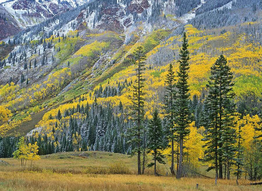 Quaking Aspen Grove In Fall Colors #1 Photograph by Tim Fitzharris