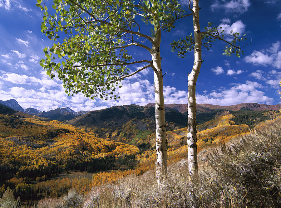 Quaking Aspen Trees In Fall Colors #1 Photograph by Tim Fitzharris