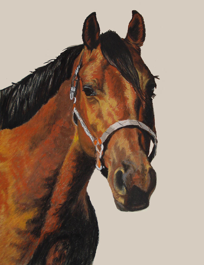 American Quarter Horse Pastel - Quarter Horse by Ann Marie Chaffin American Quarter Horse Pastel - Quarter Horse by Ann Marie Chaffin
