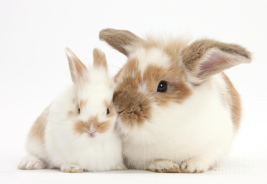 Download Rabbit And Baby Bunny Photograph By Mark Taylor