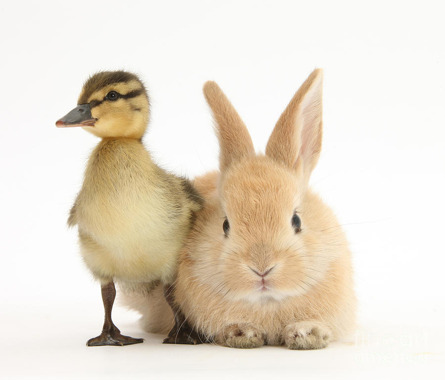 Rabbit And Duckling #1 Photograph by Mark Taylor
