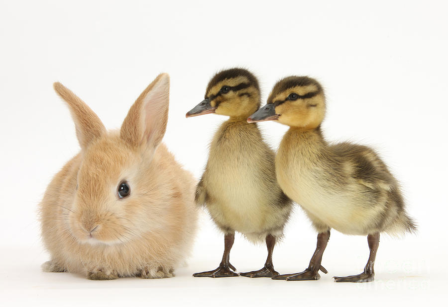 Rabbit And Ducklings #1 Photograph by Mark Taylor