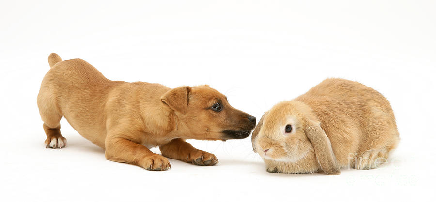 Chihuahua Photograph - Rabbit And Pup #1 by Jane Burton