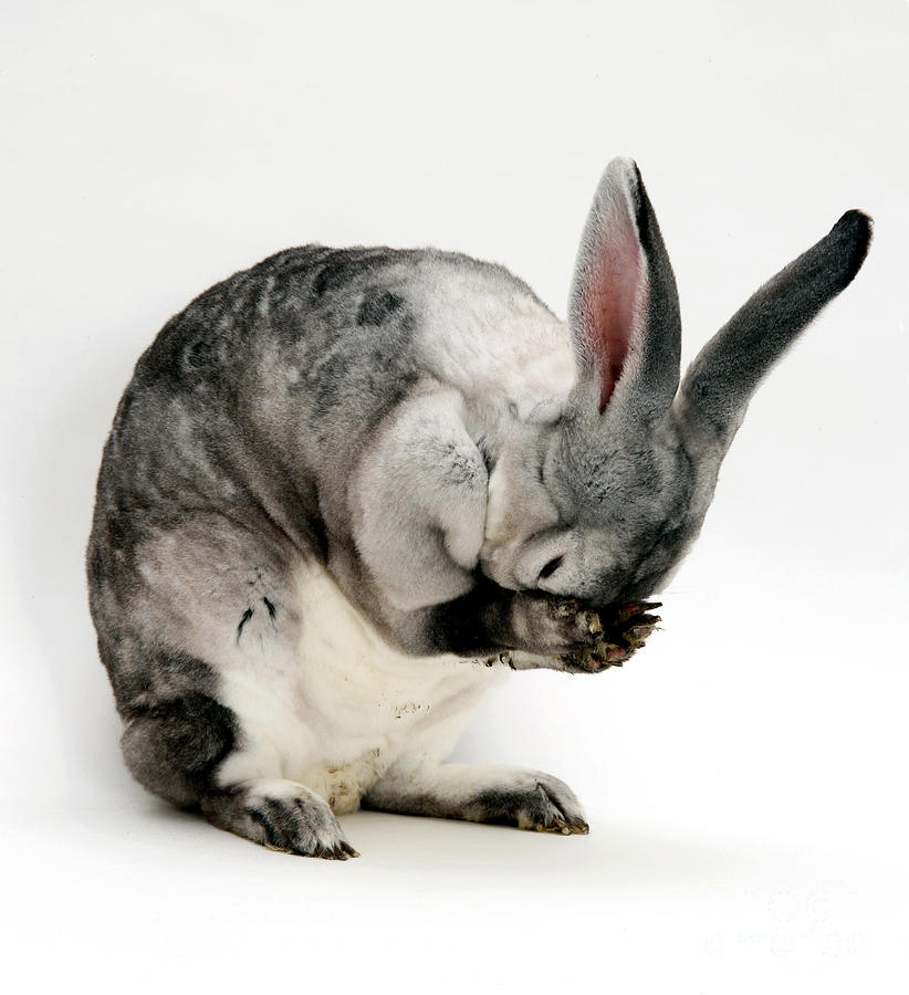 Rabbit #2 Photograph by Jane Burton