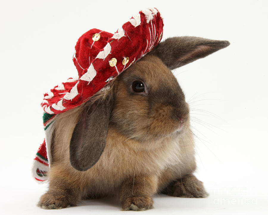 Animal Photograph - Rabbit Wearing A Hat #1 by Mark Taylor