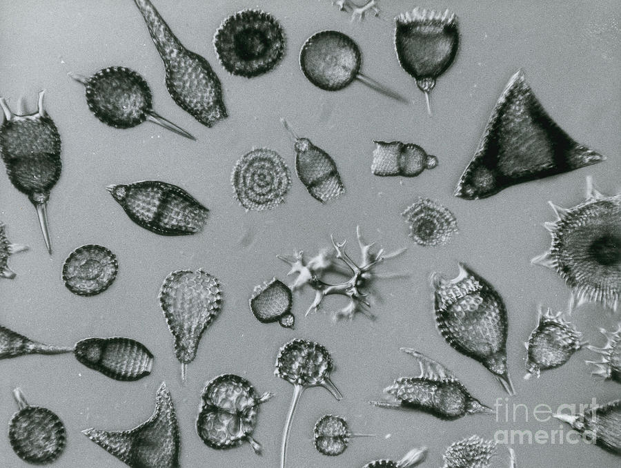 Radiolarians #1 Photograph by Eric V. Grave