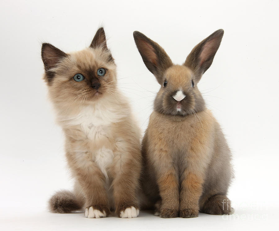 Ragdoll-cross Kitten And Young Rabbit #4 Photograph by Mark Taylor