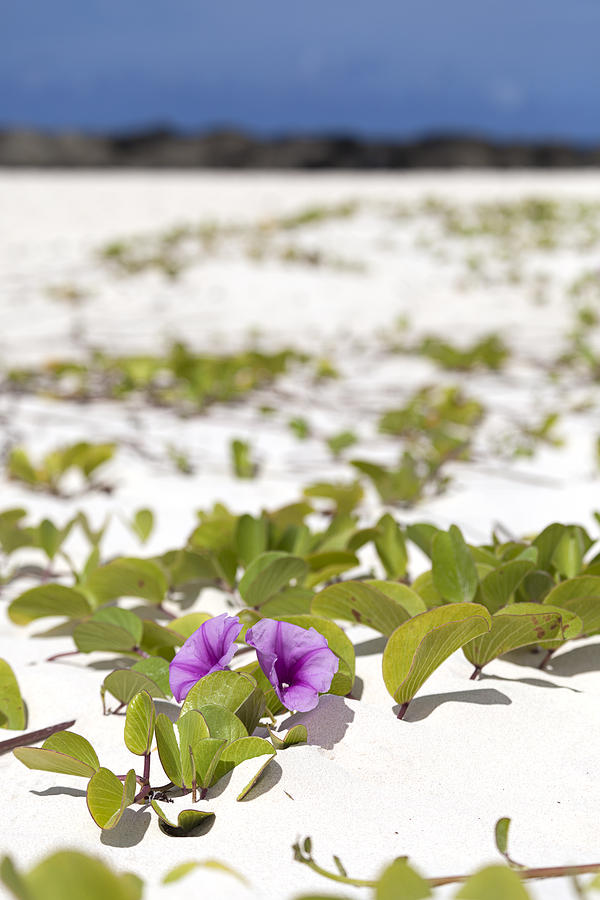 Railroad Vine Blossom by Michael Yeager Railroad Vine Blossom by Michael Yeager