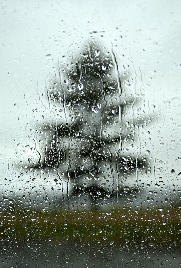 Rain Tree #1 Photograph by Douglas Pike