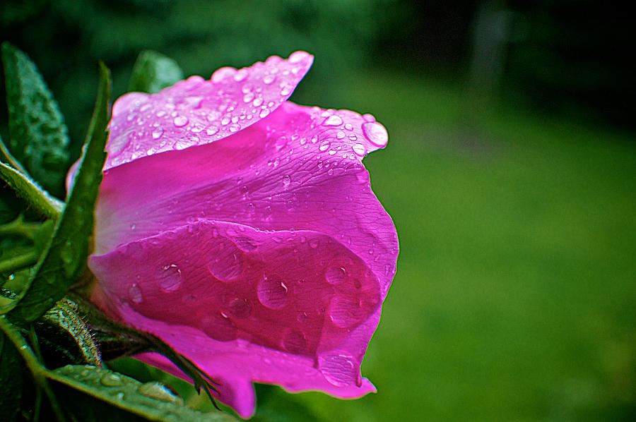 Raindrops On A Rose #1 Photograph by Prince Andre Faubert
