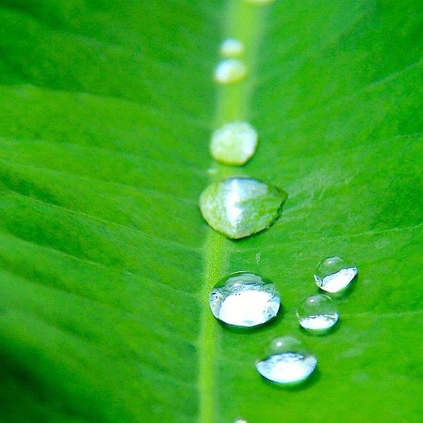 Rose Photograph - Raindrops On A Tree Leaf In The #1 by Ahmed Oujan