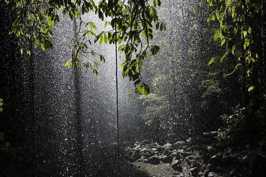 Rainforest, Bellingen, Australia Photograph by Paul Hobson - Fine Art ...