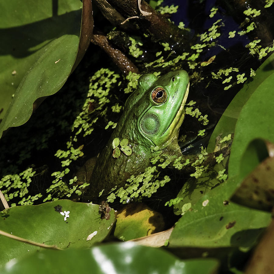 Rana clamitans or Green Frog #2 Photograph by Perla Copernik
