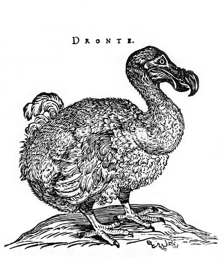 Raphus Cucullatus, Extinct Dodo Bird #1 Photograph by Science Source