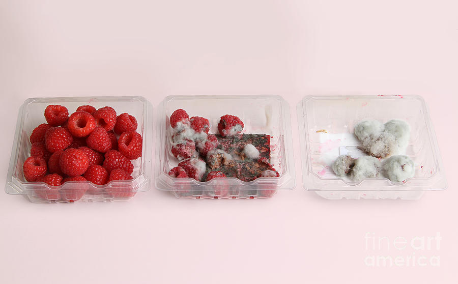 Raspberries Growing Mold #1 Photograph by Photo Researchers, Inc.