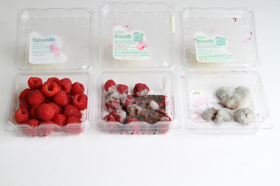 Raspberries Growing Mold #1 Photograph by Photo Researchers