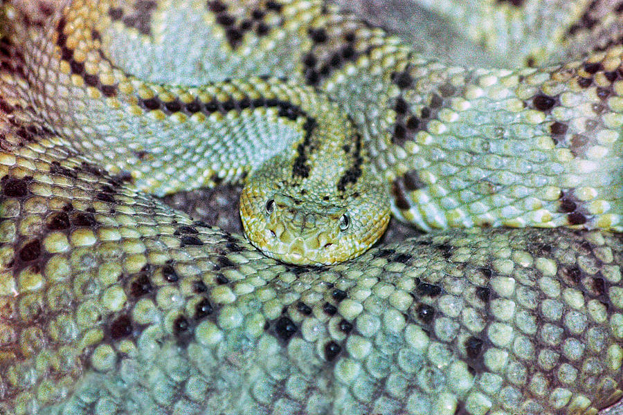 Rattlesnake #1 Photograph by Helaine Cummins