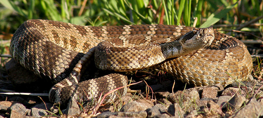 Rattlesnake #1 Photograph by Jean Noren
