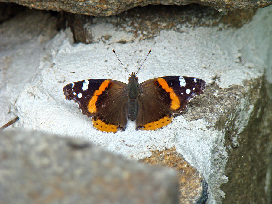 Red Admiral Butterfly - Vanessa atalanta #1 Photograph by Carol Senske