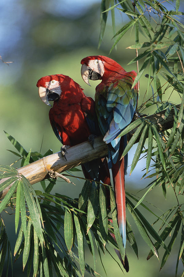 Red And Green Macaw Ara Chloroptera #1 Photograph by Konrad Wothe