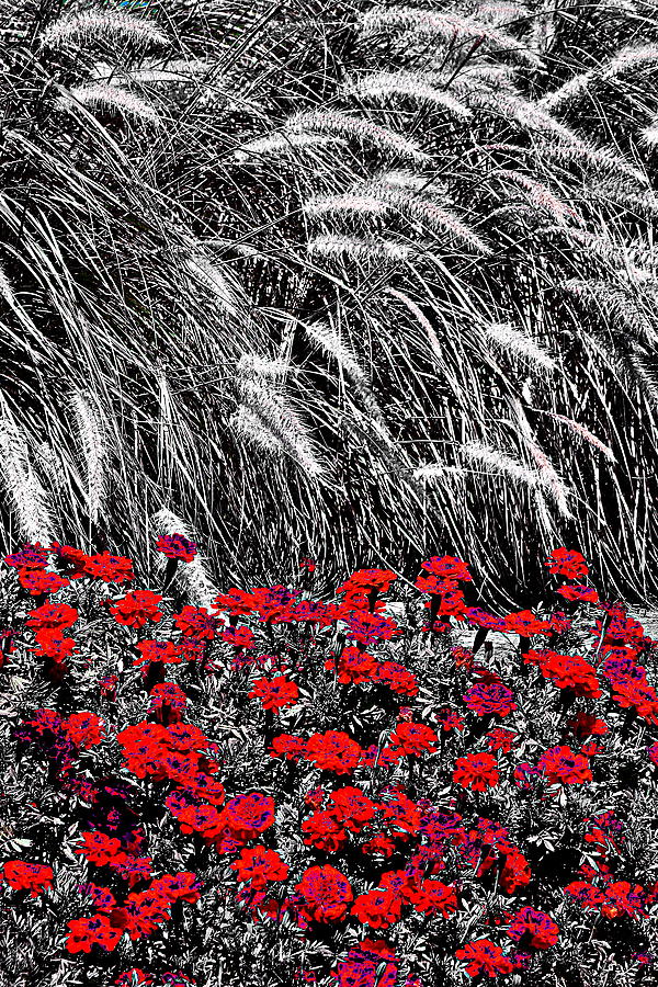 Red And Grey #1 Photograph by Burney Lieberman