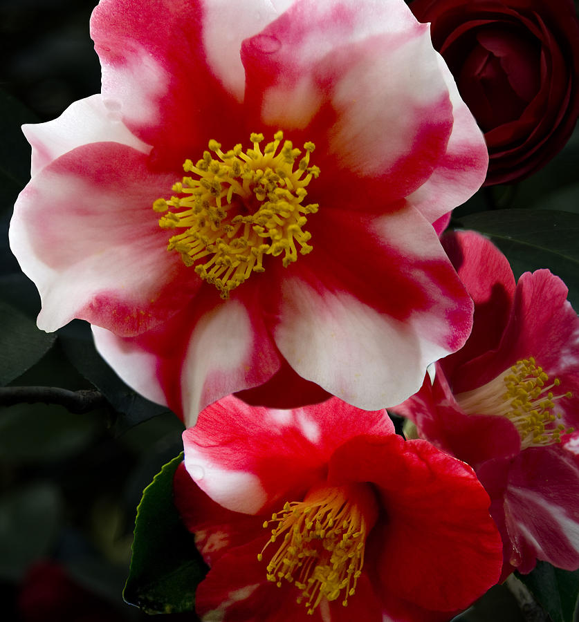 Wildlife Photograph - Red and White Camellia #1 by Rob Outwater