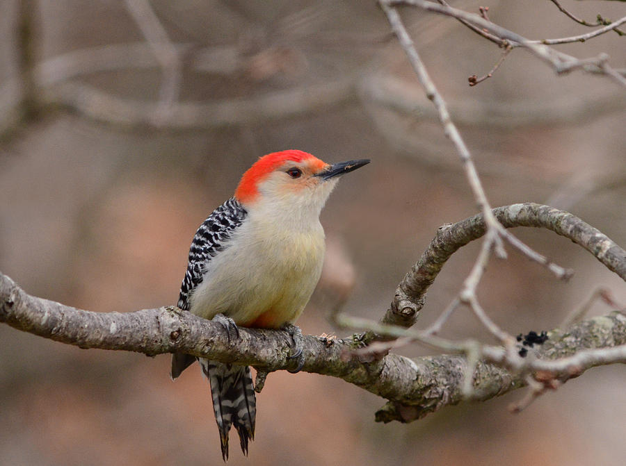 Red-bellied Woodpecker #1 Photograph by Diane Giurco