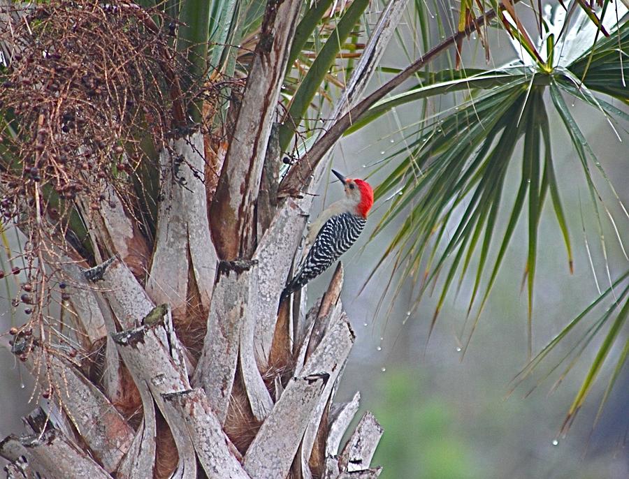 Red-bellied Woodpecker in Palmetto Tree #1 Photograph by Jeanne Juhos