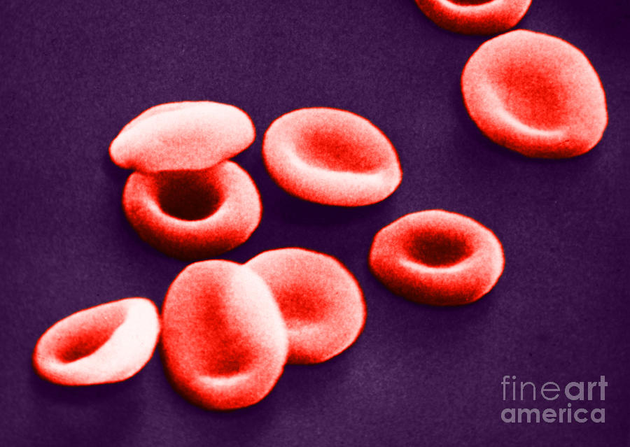 Red Blood Cells, Sem #1 Photograph by Omikron